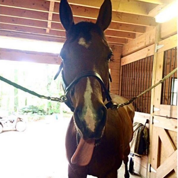 How to Tell If Your Horse is Dehydrated Heels Down Mag