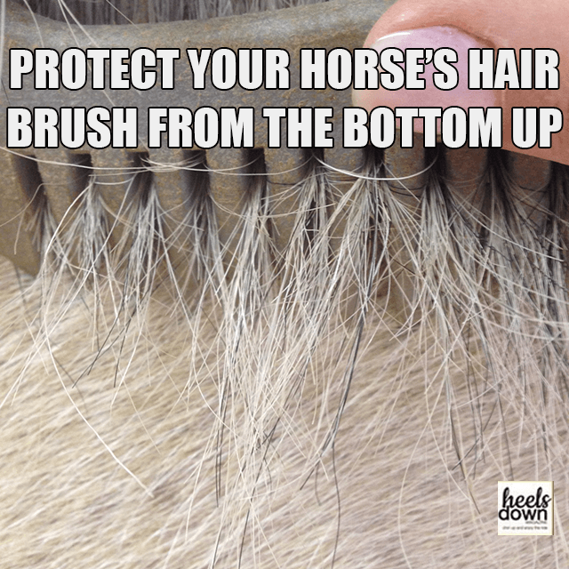 Horse's Hair Brush