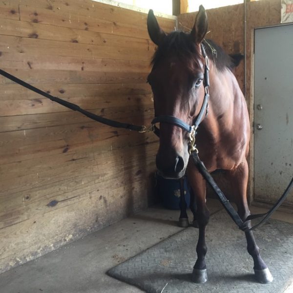 Stop Pawing in the CrossTies! Presented by Wahl Heels Down Mag