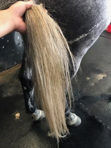 Gray Horse Tail 