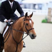 Hunter horse - Devon Horse Show