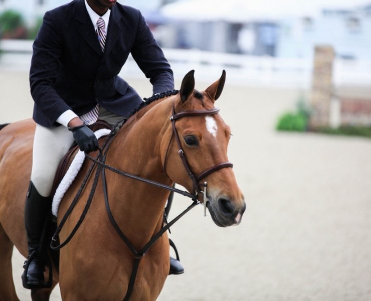 Hunter horse - Devon Horse Show