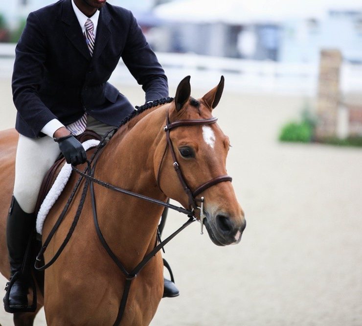 Hunter horse - Devon Horse Show