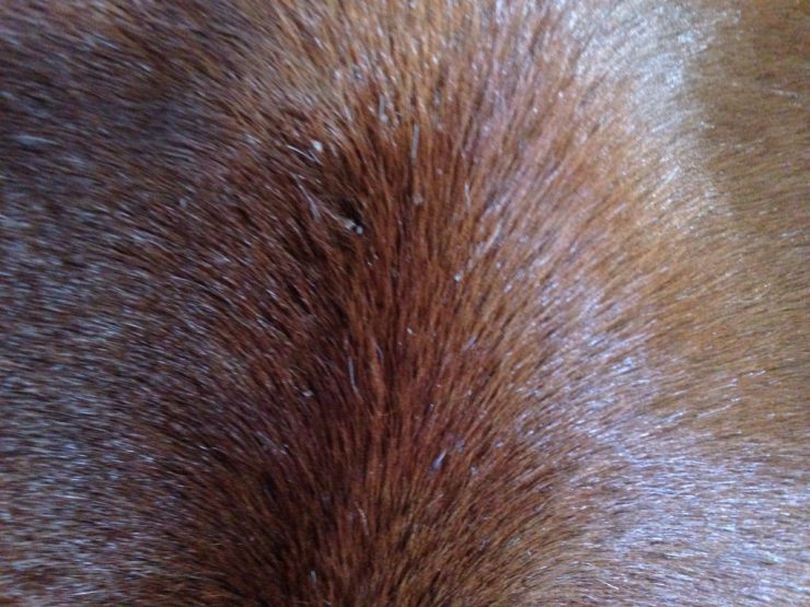 Why Does My Horse Have Dandruff? Heels Down Mag