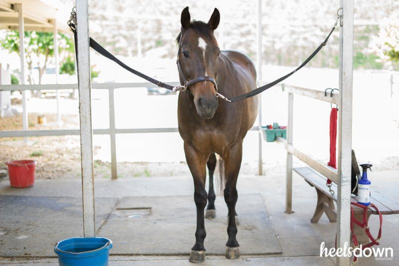 Teach Your Horse to Stand Still on the Cross Ties, Presented by Wahl