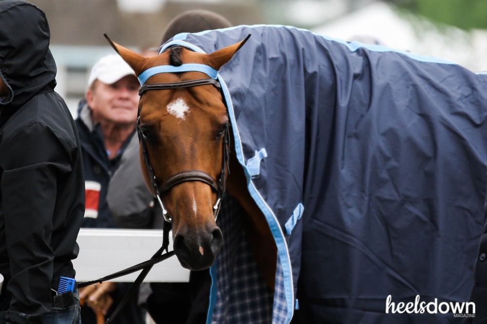 Horse Grooming for Beginners - Pro Equine Grooms