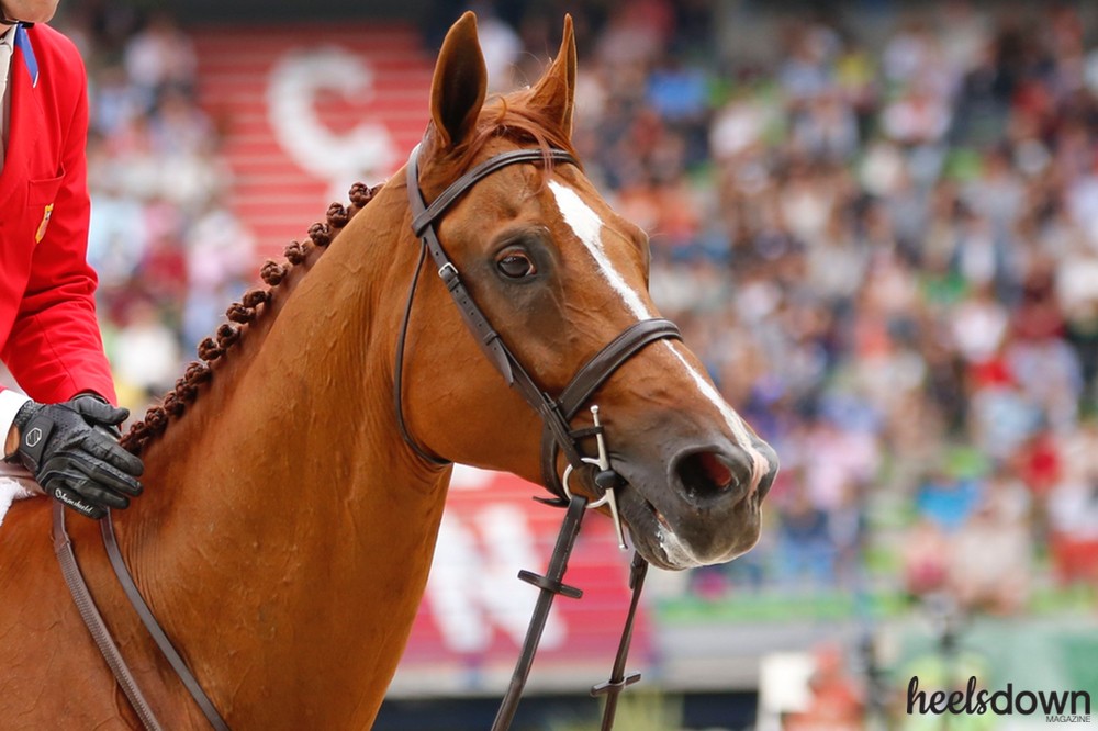 chestnut horses