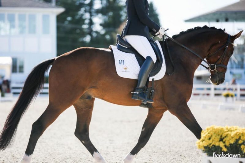 Improve Your Sitting Trot In 4 Simple Exercises Heels Down Mag