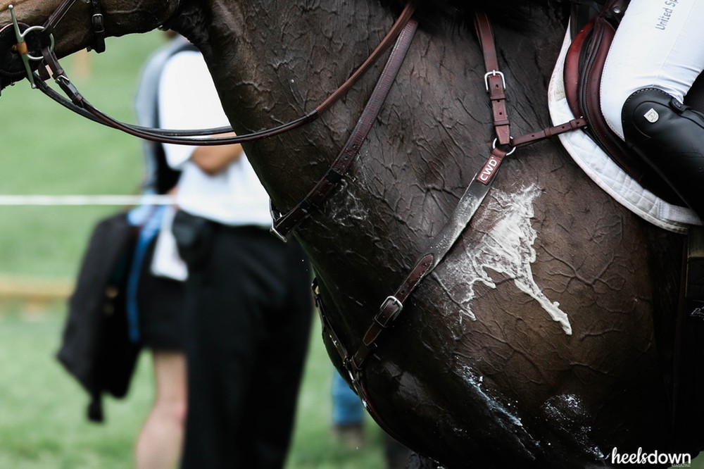 HORSE SWEAT-