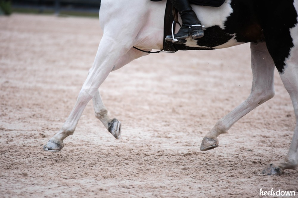 torn suspensory ligament horse