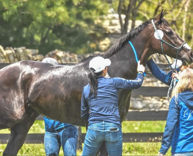 What Are All These Show Jumping Classes? Jumper Tables Explained