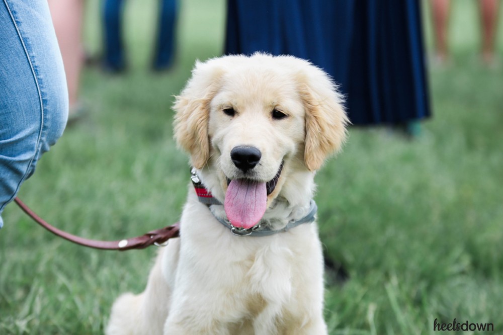 How To Make Your Dog Welcome At Almost Any Barn Heels Down Mag