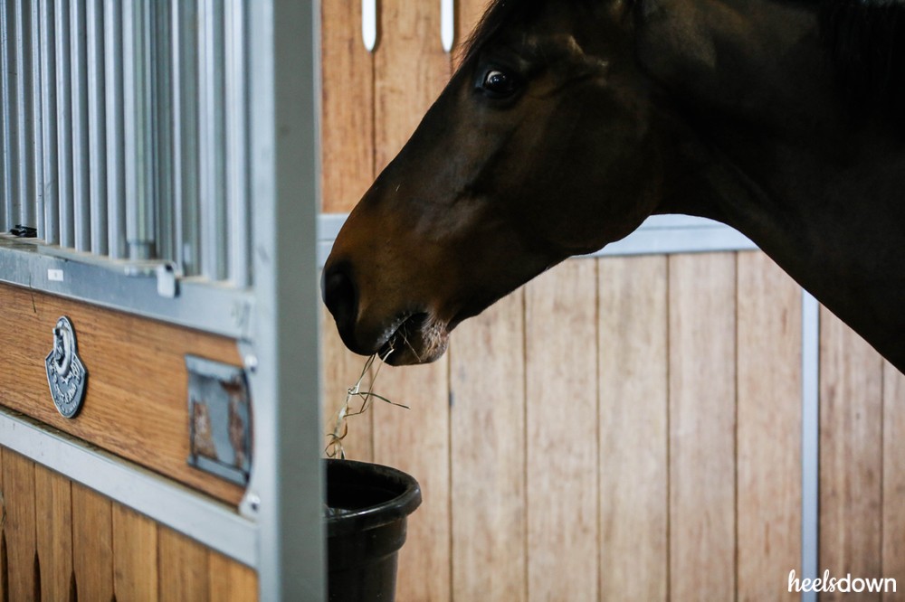 Demystifying Gastric Health Care In Horses - Heels Down Mag