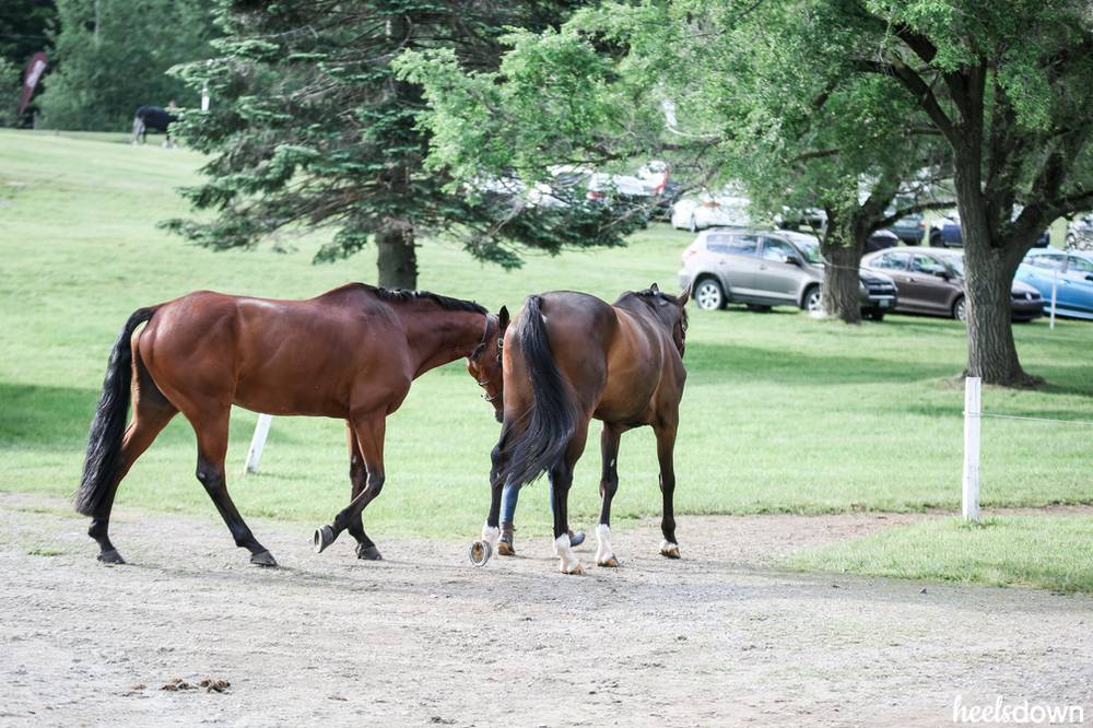 Dealing With The Herd Bound Horse Heels Down Mag