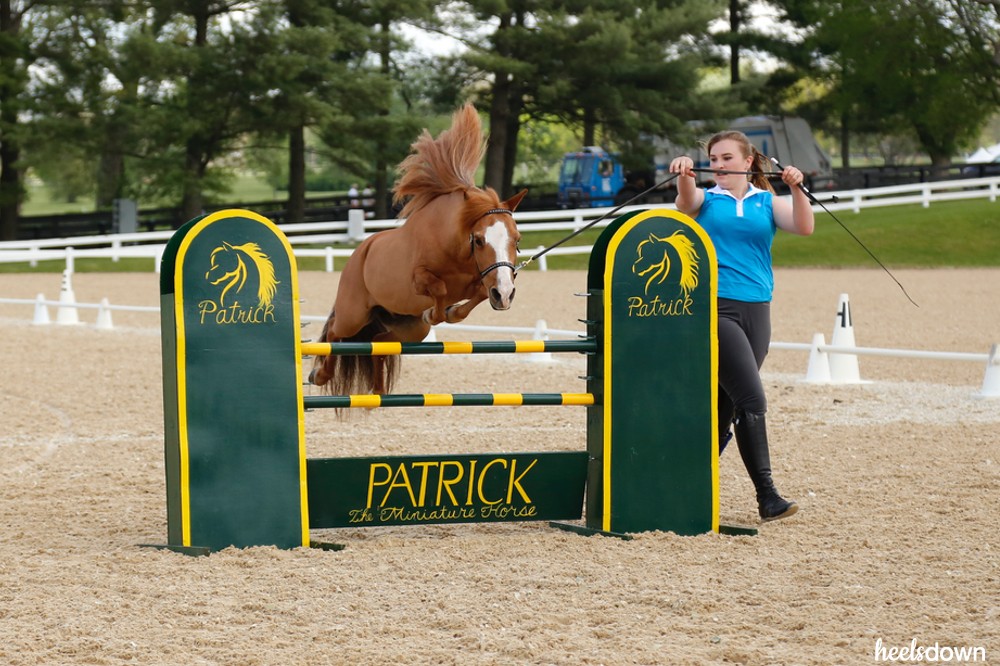 mini horses jumping