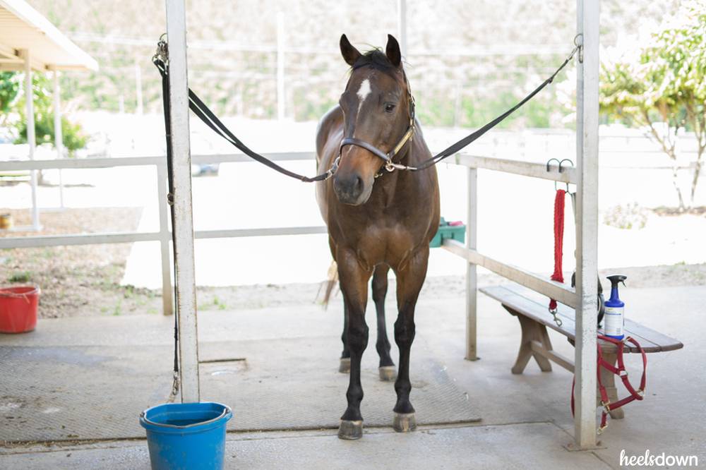 Love Your Horse By Instilling Good Manners Heels Down Mag