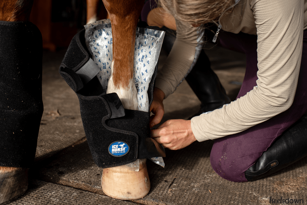 torn suspensory ligament horse