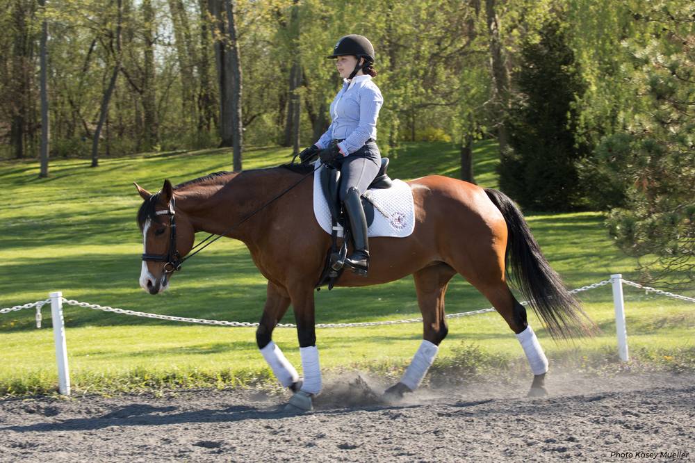 Dressage contact - riding horse