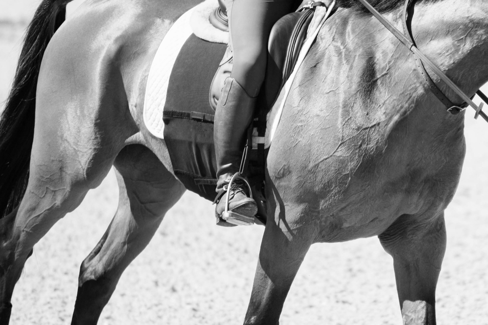 Equifit Girth Belly Guard Show Jumping