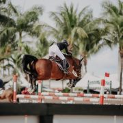Show Jumping Warm Up - Horse Wellington Florida