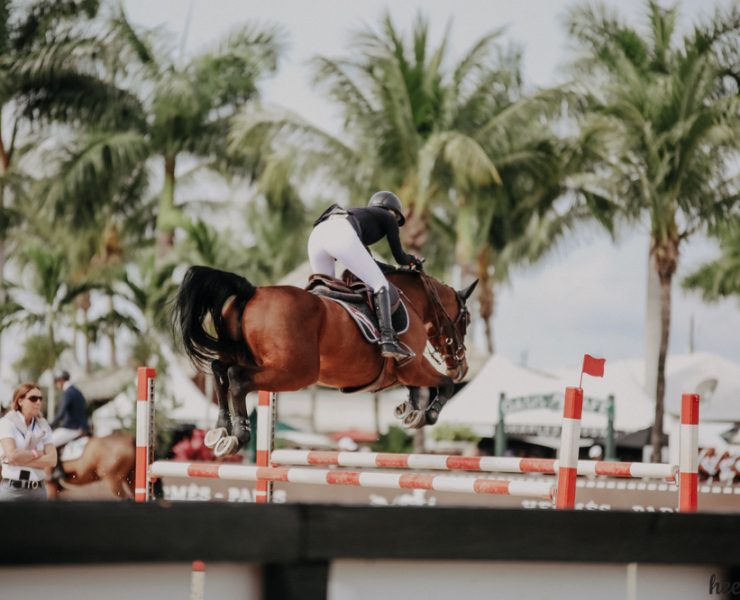 Show Jumping Warm Up - Horse Wellington Florida