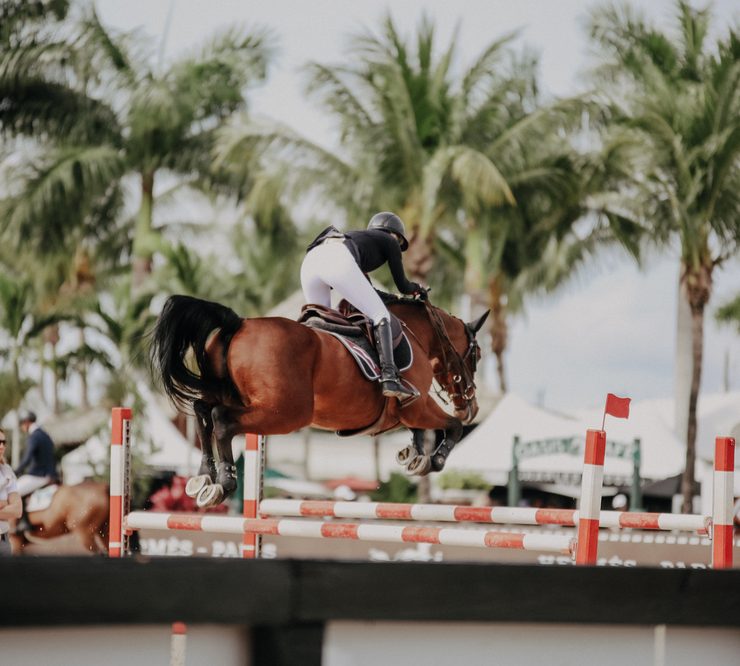 Show Jumping Warm Up - Horse Wellington Florida