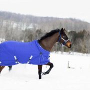 horse in the snow in winter