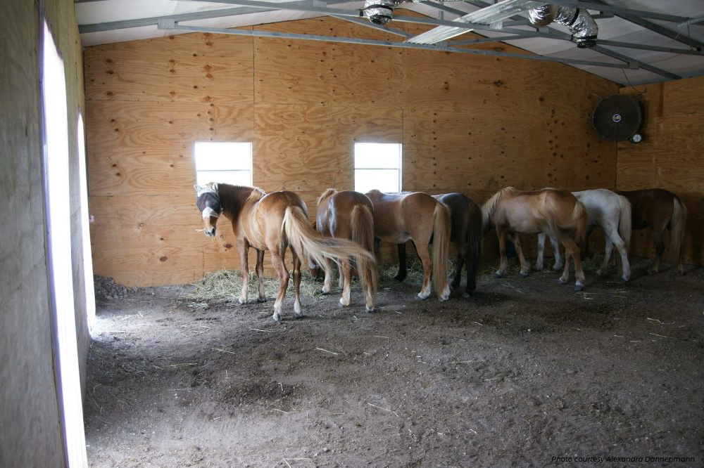 Icelandic horses in florida indoors