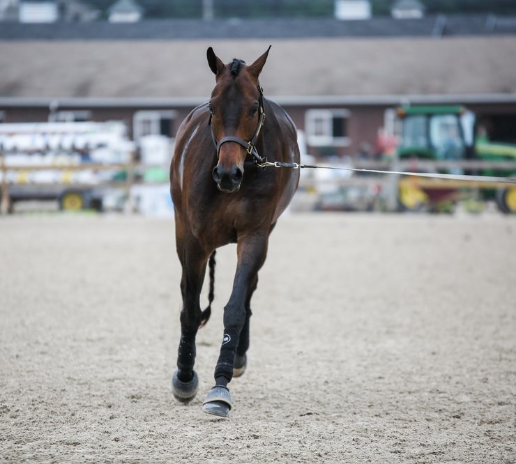 lunging - horse warm up - Devon Horse Show