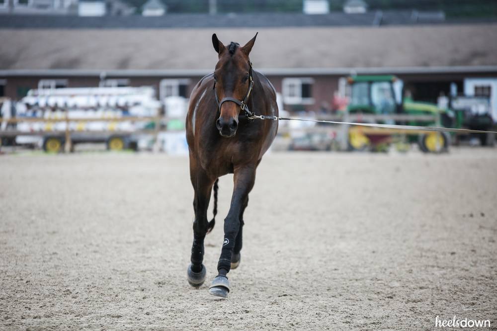 print out pictures of horses being lunged