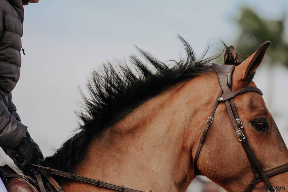 How to Scissor A Horse's Mane - Heels Down Mag