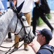 Show jumping horse - equestrian - groom