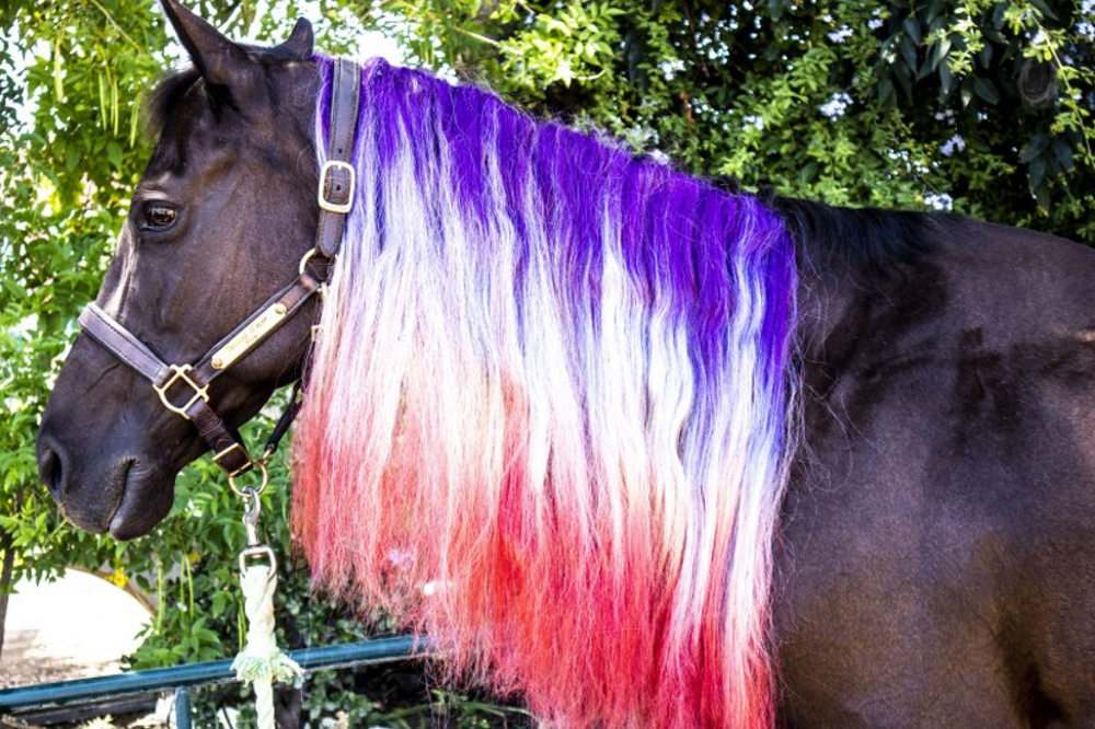 This Equestrian Is Making Whimsical Hairpieces For Horses - Heels