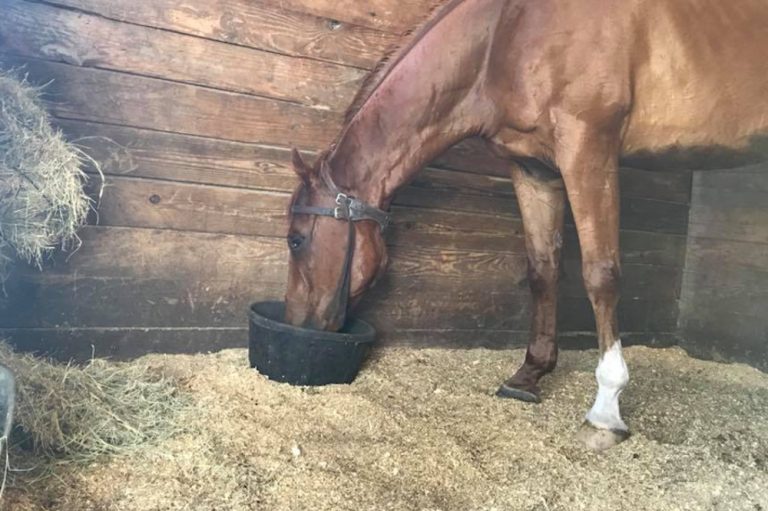 Cribbing Is It A Deal Breaker Or No Big Deal? Heels Down Mag