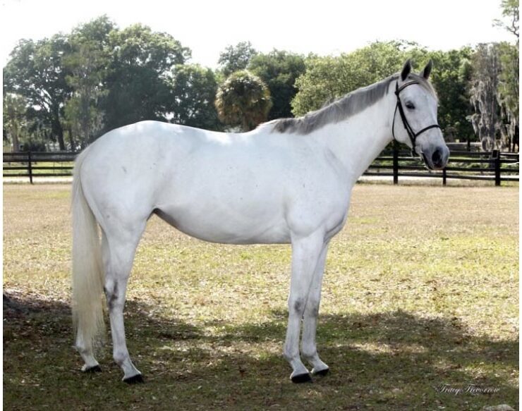 What Are All These Show Jumping Classes? Jumper Tables Explained